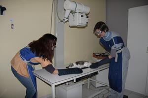 Radiographie à la clinique vétérinaire Akkolytes de St André de Cubzac 