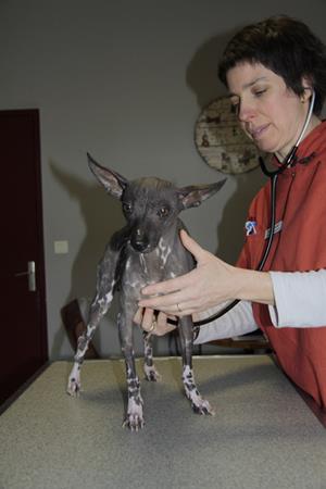 Consultation chien clinique vétérinaire Akkolytes