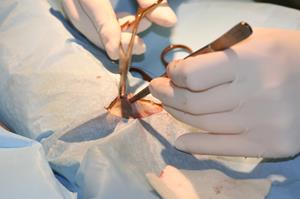 Ovariectomie en salle de chirurgie à la clinique vétérinaire akkolytes