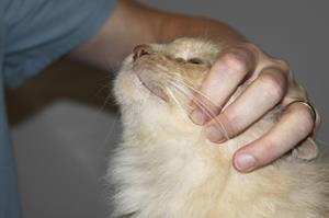 La prise d'un comprimé chez le chat clinique akkolytes