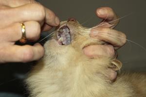 Donner un comprimé à un chat, clinique vétérinaire akkolytes