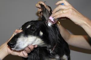 Nettoyer l'oreille du chien, clinique vétérinaire akkolytes St André de Cubzac