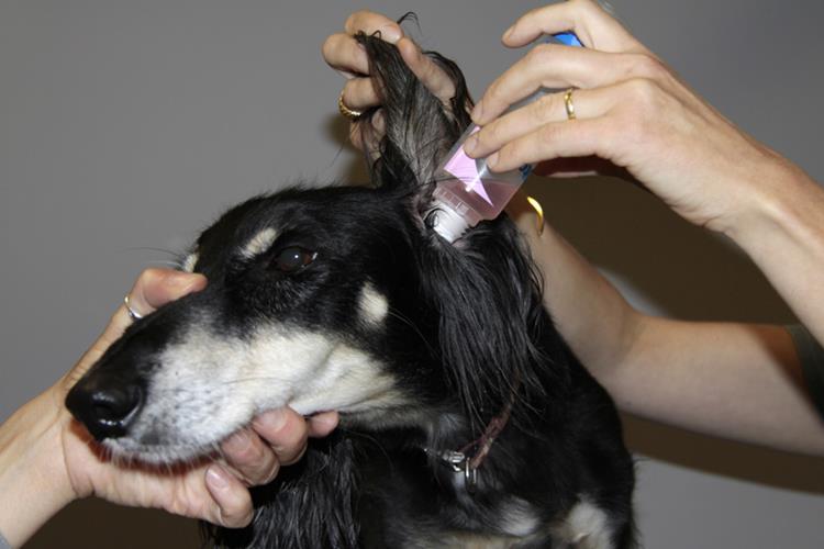 La clinique veterinaire akkolytes vous explique comment nettoyer